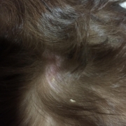 「チワワの皮膚」動物看護師が開発した愛犬サプリ【ビオワンファイン】の投稿画像