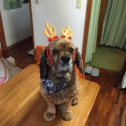 「当たれ」動物看護師が開発した愛犬サプリ【ビオワンファイン】の投稿画像