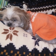 「臭いが」動物看護師が開発した愛犬サプリ【ビオワンファイン】の投稿画像