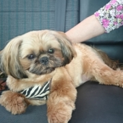 「長生きしてね」動物看護師が開発した愛犬サプリ【ビオワンファイン】の投稿画像