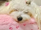 可愛くて大切なマルチーズの女の子です