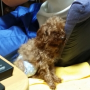 「愛犬」かわいい寝！ペットの寝顔・寝姿フォトコンテストの投稿画像