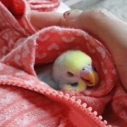 「大好きなルーたん」かわいい寝！ペットの寝顔・寝姿フォトコンテストの投稿画像