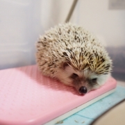 「あったかいんだからぁ♪zZZ」かわいい寝！ペットの寝顔・寝姿フォトコンテストの投稿画像