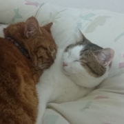 「仲良しニャンズ」かわいい寝！ペットの寝顔・寝姿フォトコンテストの投稿画像