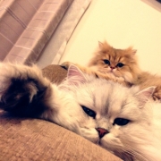 「仲良し…？」かわいい寝！ペットの寝顔・寝姿フォトコンテストの投稿画像