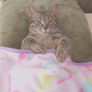 「人間みたいに寝る猫」かわいい寝！ペットの寝顔・寝姿フォトコンテストの投稿画像