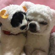 「ねこひつじちゃんといぬひつじちゃん」【30名様に！】写真から作成するオリジナルクオカード1000円券！！の投稿画像