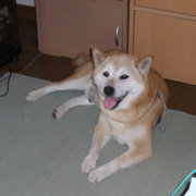 「我が家の愛犬」【30名様に！】写真から作成するオリジナルクオカード1000円券！！の投稿画像