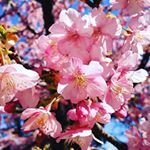 .。o0*゜めっちゃキレイな河津桜！濃いピンクの桜大好き🌸.。o0*゜'#桜コスメ #桜花媛 #さくらひめ #sakuraprincess #cherryblossom #mo&hellip;のInstagram画像