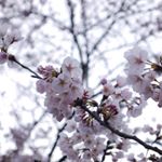 #桜コスメ#桜花媛#さくらひめ#sakuraprincess#cherryblossom#monipla#桜花媛さくらひめ化粧品ファンサイト参加中のInstagram画像