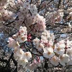 ご近所の江戸川沿いの桜🌸#桜#さくら#sakura#桜コスメ#桜花媛#さくらひめ#sakuraprincess #cherryblossom#monipla#桜花媛さくらひめ化粧品ファンサ&hellip;のInstagram画像