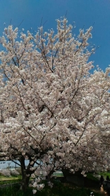 口コミ記事「あれから一年」の画像