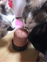 口コミ：ブッチ・ジャパン無添加キャットフードの画像（2枚目）