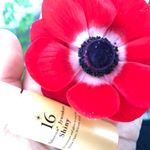 今日も良い天気。部屋の掃除してブログ書いて事務行って飲みに行って。そうだ、特別なトリートメントして髪の毛も綺麗にしよう。素敵な一日になりますように。#洗い流さないトリートメント #mo&hellip;のInstagram画像