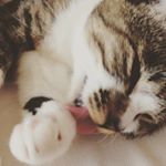 #ねこ #ねこ部 #ねこすたぐらむ #にゃんこ #元野良 #にゃんすたぐらむ #きじしろ #monipla #ペットの贅沢水素水 #猫 #犬 #水素水 #ミネラルゼロ #九州 #熊本 #動物看護士 #&hellip;のInstagram画像