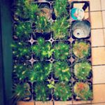 来週の母の日にむけて沢山の鉢植えの盆栽さんと合流です。なんで松盆栽なのか？いつも家で帰りをまっ(松)ててくれてありがとう的な感じですかね&hellip;く、苦しい。とにかく準備開始です(▰&forall;◕ლ) ლボンボンのInstagram画像