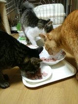 口コミ：子猫の「かぬれ」が喜んだ♪無添加キャッフード「ジンジャー・トム」の画像（11枚目）