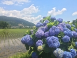 開成町のあじさいまつり