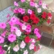 「お花」【15名様】    『ヘアソープ＆ヘアマスク35』フォトコンテストを開催！の投稿画像