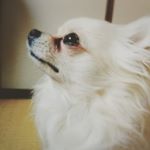 @biowanfine#ビオワンファイン #犬サプリ #犬サプリメント #腸内環境 #免疫力 #抗酸化 #乳酸菌 #酵素 #グルコサミン #水素水 #皮膚病 #アトピー #アレルギー #わんちゃん&hellip;のInstagram画像