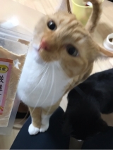 口コミ：モニター 猫のふりかけの画像（5枚目）
