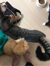 口コミ：モニター 猫のふりかけの画像（8枚目）