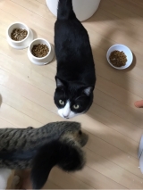 口コミ：モニター 猫のふりかけの画像（7枚目）