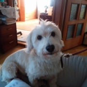 「甘えッ子」【現品プレゼント】動物看護士が開発した愛犬サプリ☆5つの有効成分を贅沢凝縮！の投稿画像