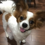 「アポロの写真☆」の画像（1枚目）