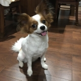 「アポロの写真☆」の画像（2枚目）