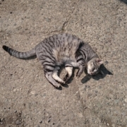 「愛犬サプリ」【現品プレゼント】動物看護士が開発した愛犬サプリ☆5つの有効成分を贅沢凝縮！の投稿画像