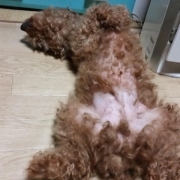 「ぐでー」【現品プレゼント】動物看護士が開発した愛犬サプリ☆5つの有効成分を贅沢凝縮！の投稿画像