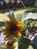 向日葵