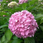 「宜しくお願いします。」【第2回フォトコンテスト】話題の水素パックの素敵な写真募集☆優勝には豪華賞品ありの投稿画像