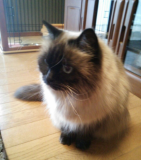 「フケが」の画像