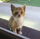 「つやがない」の画像