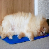 犬とライブハウス