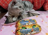 口コミ：【モニプラ モニター】『ジンジャー・トム＜２種＞』と一緒に、猫たち登場！！の画像（6枚目）