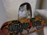 口コミ：【モニプラ モニター】『ジンジャー・トム＜２種＞』と一緒に、猫たち登場！！の画像（13枚目）