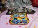 口コミ：【モニプラ モニター】『ジンジャー・トム＜２種＞』と一緒に、猫たち登場！！の画像（8枚目）