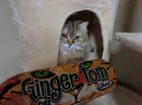 口コミ：【モニプラ モニター】『ジンジャー・トム＜２種＞』と一緒に、猫たち登場！！の画像（11枚目）