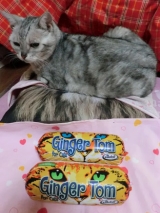 口コミ：【モニプラ モニター】『ジンジャー・トム＜２種＞』と一緒に、猫たち登場！！の画像（2枚目）