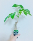 パキラ