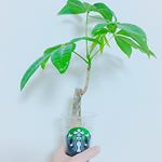 いい感じ〜👍🏻スタバのカップとパキラ🌿＊＊＊#plant #starbucks #cup #pachira #green #brown #good #happy #インテリア雑貨 &hellip;のInstagram画像