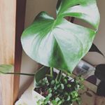 この前出て来た切り込み入りのモンステラの葉っぱが、しっかりとした葉っぱになりました😆💕.やっぱりいつも見てたくて部屋の中に入れたら、新芽が出てこなくなっちゃった😢.そろそろ外に出そうか&hellip;のInstagram画像