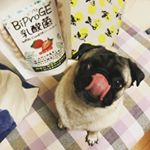 #pug #pugstagram #ぱぐ #ぱぐすたぐらむ #ワンクッキー #BiProGE乳酸菌 #びおらいふ #monipla #びおらいふファンサイト参加中 #当たったよ #食べたくて仕方が&hellip;のInstagram画像
