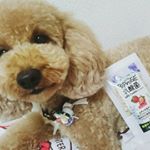 トリミングしてふわもこ&hearts;モニターでもずくのうまうま届いたのヽ(*&acute;▽)ノ♪@petbiolife さんの#ワンクッキー 乳酸菌入りの機能性おやつ♪色んな種類があるけど#イチゴ が届いた！&hellip;のInstagram画像