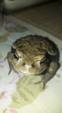 どうだ