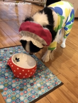 口コミ：イギリス産プレミアムドッグフード・プラペをお試し♪の画像（5枚目）